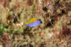 Chromis insolata