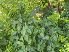 Dicliptera chinensis