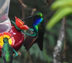 Campylopterus falcatus