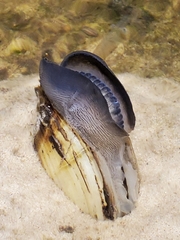 Lampsilis floridensis