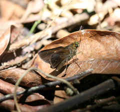 Cynea cynea