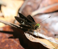 Cynea cynea