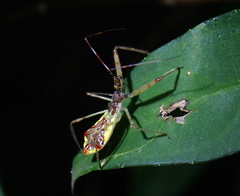 Epidaus