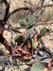 Arctostaphylos viscida viscida