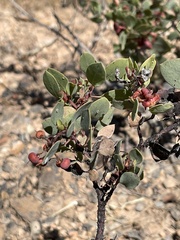 Arctostaphylos viscida viscida