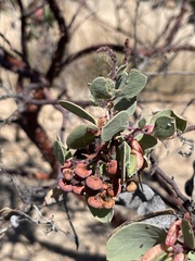 Arctostaphylos viscida viscida