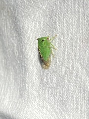 Stictocephala militaris