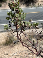 Arctostaphylos viscida viscida