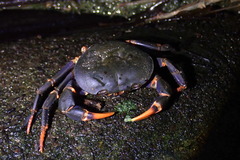 Geothelphusa miyazakii