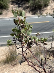 Arctostaphylos viscida viscida