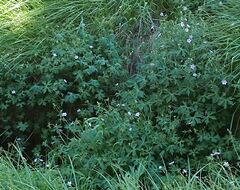 Geranium californicum