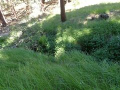 Geranium californicum
