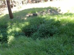 Geranium californicum