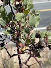 Arctostaphylos viscida viscida