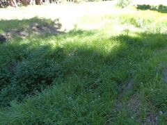 Geranium californicum