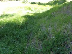 Geranium californicum