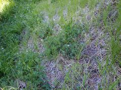 Geranium californicum