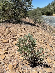 Arctostaphylos viscida viscida
