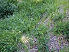 Geranium californicum