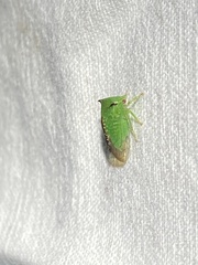 Stictocephala militaris