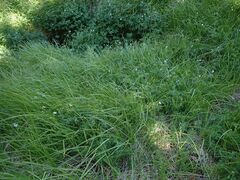 Geranium californicum