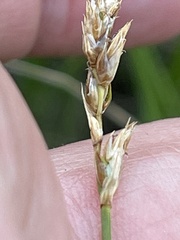 Carex siccata