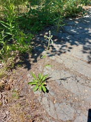 Crepis crocea