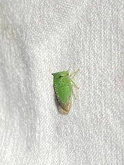 Stictocephala militaris