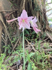 Hippeastrum reticulatum