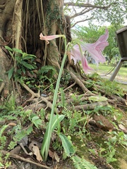 Hippeastrum reticulatum