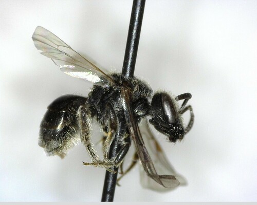 iNaturalist observation photo of Hemihalictus