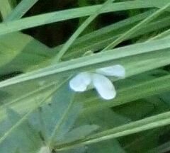 Geranium californicum