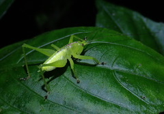 Hexacentrus unicolor