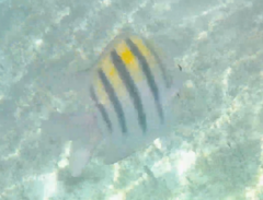 Abudefduf saxatilis