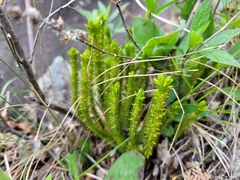 Huperzia appressa