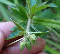 Geranium californicum