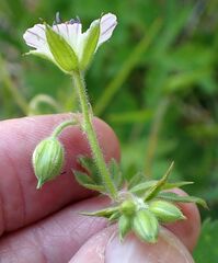 Geranium californicum