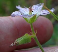 Geranium californicum