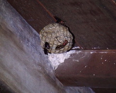 Polistes tenebricosus