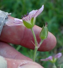 Geranium californicum