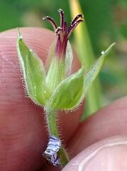 Geranium californicum