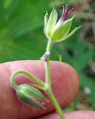 Geranium californicum