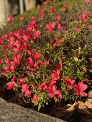 Rhododendron mucronulatum