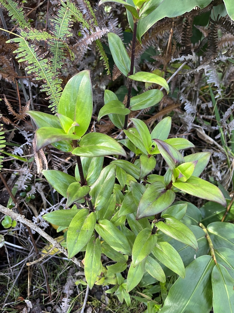 Kadua centranthoides