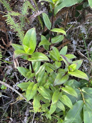Kadua centranthoides
