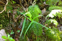 Pterostylis agathicola