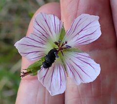 Geranium californicum