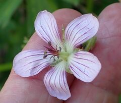 Geranium californicum