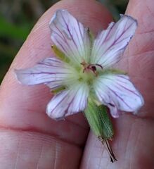 Geranium californicum