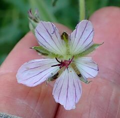 Geranium californicum